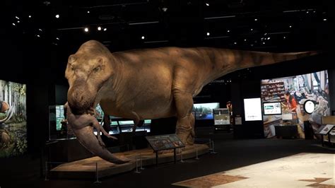 Sue The T Rex Experience Roars Into Denver Youtube