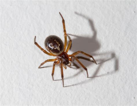False Widow Spider Eight Reasons Not To Be Scared Metro News