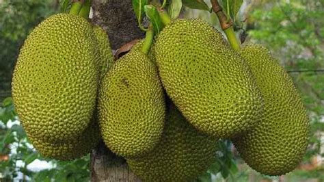 Amazing Benefits Of Eating Jackfruit In Hindi हफ्ते में एक बार कटहल