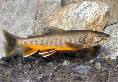Salmoniformes Forellenartige Focusnatura