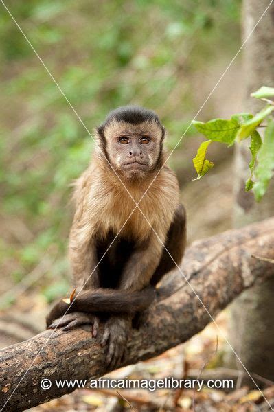 Photos And Pictures Of Weeper Capuchin Cebus Olivaceus Monkeyland