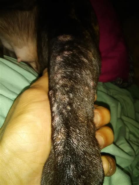 My Dog Has Visible White Bumps On The Back Legs And Once There Pretty