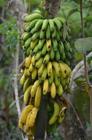 He ambles around his puerto rican coffee plantation showing his trees bearing fruit while a few workers are busy picking nearby. coffee plantation - Picture of Hacienda Pomarrosa, Puerto Rico - Tripadvisor