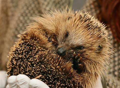 Hedgehog Hedgehogs Hibernate · Free photo on Pixabay