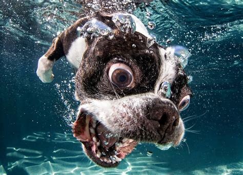 Think This Dog Swimming Is Crazy Wait Until The Internet Photoshops It Wet And Wild Memes