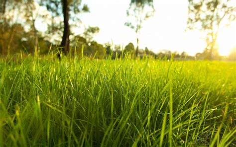 Nature Grass Sunlight Macro Depth Of Field Plants Wallpapers Hd