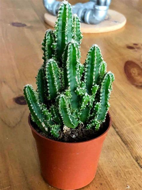 You will find a high quality cactus for decor at an. 62 Best Cactus Succulents For Home Decoration 07 - Best ...