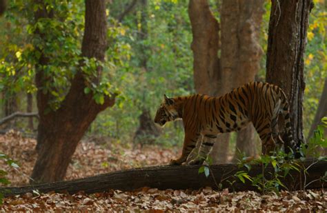 Days In Bandhavgarh And Kanha Tiger Reserves A Window Into A