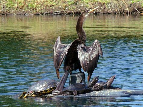 Even The Simplest Of Creatures Sing Praises To God Florida Anhinga