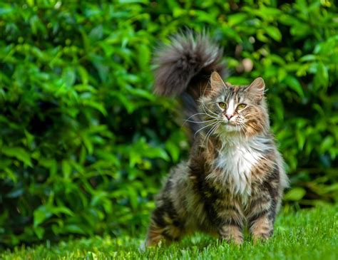 19 Long Haired Cat Breeds Youll Adore I Discerning Cat