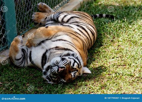 Cute Siberian Tiger Cub Lying On Grass And Sleeping Tired Tiger Stock