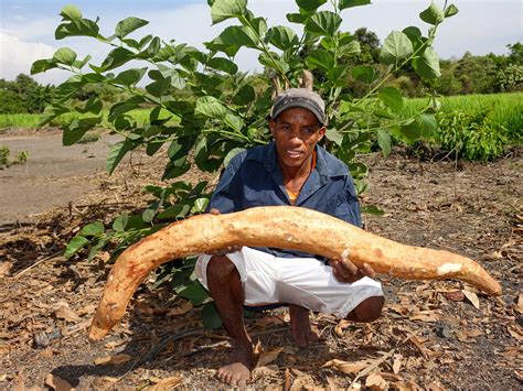 The Yam That Deserves To Win The Internet Kuow News And Information