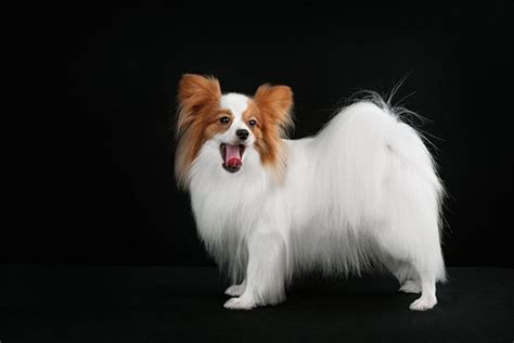 Papillon Dog Breed Information Images Characteristics Health