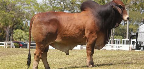 Learn about our history in the american brahman breed, cattle disposition, and brahman cattle for sale. Brahman Cattle for Sale, Texas