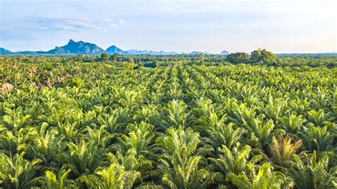 Oil Palm Tree Plantation Stock Photo Download Image Now Istock