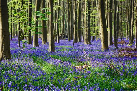 Visit Bluebells Of Hallerbos Forest Belgium 3 Twistedsifter