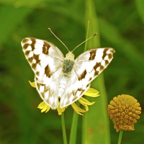 Checkered White Alabama Butterfly Atlas