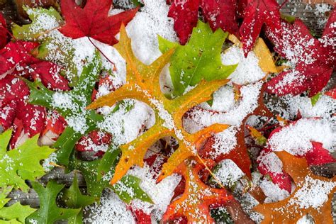 Fall Leaves And Snow Stock Image Image Of Vintage Leaf 46020113