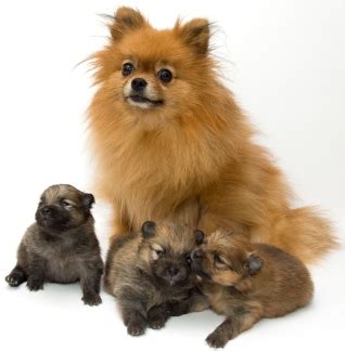 The pomeranian shih tzu mix offers the chance to add a bit of that beautiful pom orange to the elegance of a shih tzu coat. Chihuahua Pomeranian Mix, Pomchi Puppies, Exotic Black Puppy | Pet Health Library | PawDiet