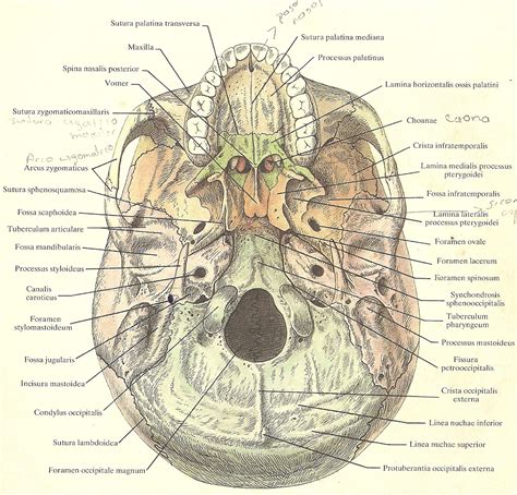 AnatomÍa Humana Craneo En Su Conjunto