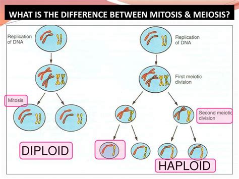 Mitosis is a method in which one individual cell separates into two twin daughter cells. PPT - GAMETOGENESIS & FEMALE CYCLES PowerPoint ...