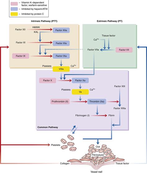 Ptt (partial thromboplastin time) refers to a test used to measure the time taken for the blood clotting. Alterations in Hemostasis and Blood Coagulation ...