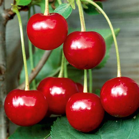 Buy Cherry Tree Crown Morello Organic Gardening Catalogue