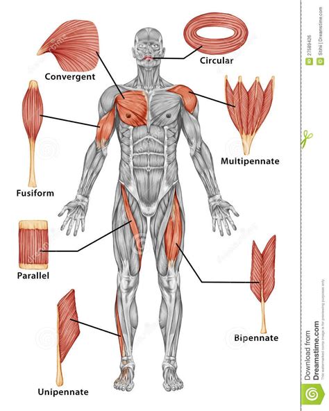 Estrutura Dos Musculos Do Corpo Humano Detalhes científicos