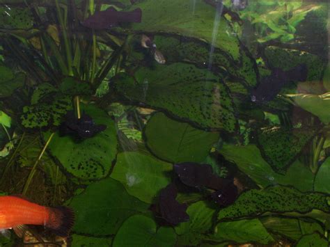 Freshwater Tank Fish Photo 1145951 Fanpop