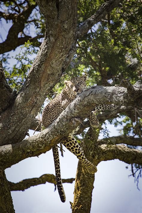 Mike Longhurst Photography Leopard In Tree Serengeti