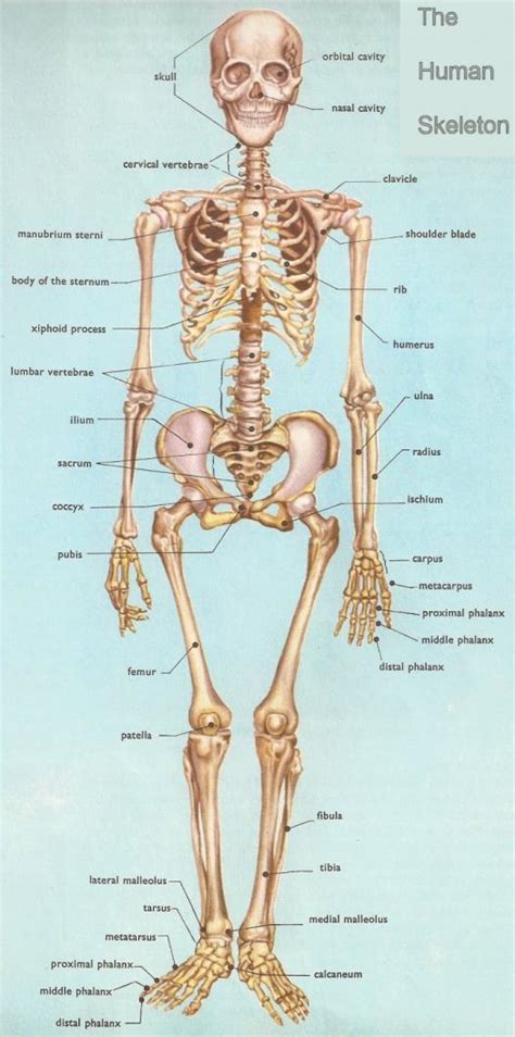 Anatomy And Physiology Coloring Workbook Answers Chapter 5 The Skeletal