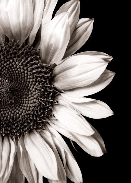 Sunflower Wallpaper Black And White