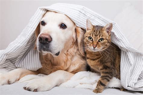 Dog Breeds That Get Along With Cats Azpetvet
