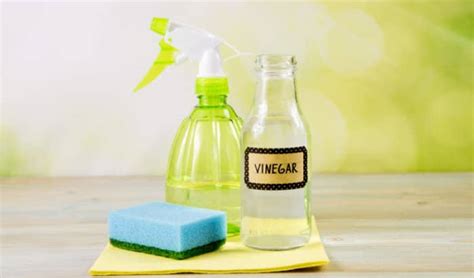 Does Vinegar Kill Bed Bugs Pros Cons And Alternatives