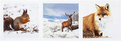 Maybe you would like to learn more about one of these? BW-Stoffcoupon zum ausschneiden, Waldtiere | Tiere ...