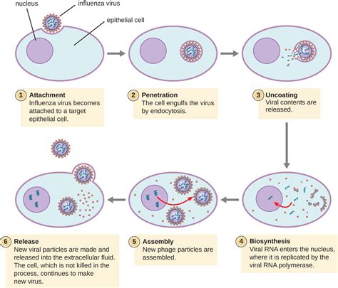 6.2: The Viral Life Cycle - Biology LibreTexts