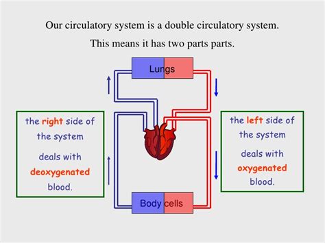 How do the lungs and respiratory system work? Circulatory system 2010
