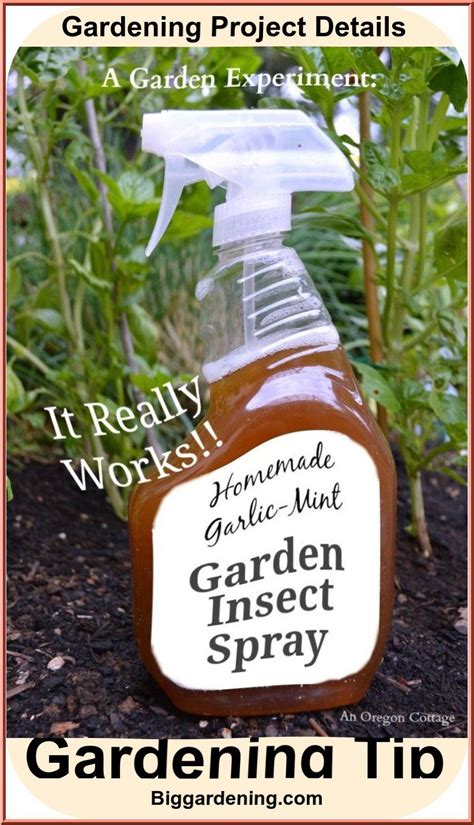 🐙🐙 Homemade Garlic Mint Yard Pest Spray Pest Spray Garden Bug Spray