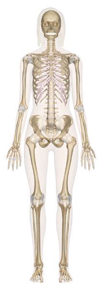 InnerBody.com | Your Interactive Guide to Human Anatomy | Human body