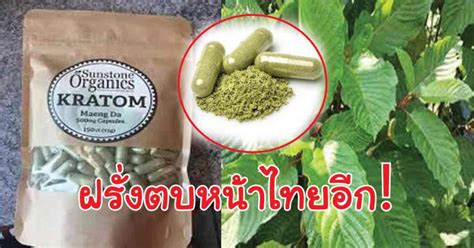 ผมกินใบกระท่อมแต่ไม่รู้ว่ามันเป็นอะไรตอนนี้ผมแน่นๆท้อง แต่ไม่ปวดเยอะเกินไป ถ้ากินใบกระท่อมเข้าไปมันไม่ย่อย แล้วผมอยู่ได้ กี่ ชม ครับถึง. ฝรั่งตบหน้าไทย!!! สมุนไพร "ใบกระท่อม" ทำแบรนด์สร้างรายได้ ...