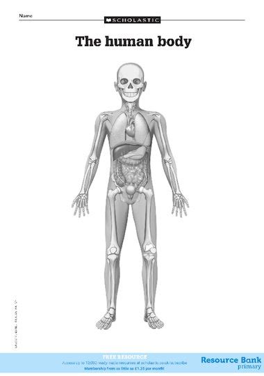 Diagram Of The Human Body Free Primary Ks2 Teaching Resource Scholastic