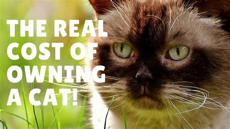 7,793 likes · 42 talking about this. How Much Does Owning A Cat Cost? - YouTube