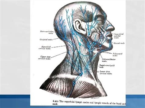 Anatomy Of Lymph Nodes Of Head And Neck