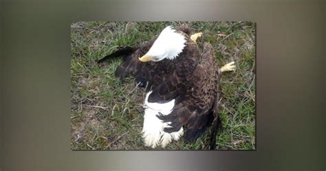New Details Emerge On Five Bald Eagles Found Dead In Easton Archive