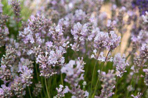 How to grow lavender | Lavender plant, Types of lavender plants, Growing lavender