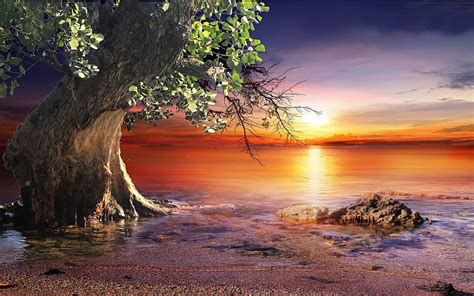 Wallpaper Sunlight Trees Landscape Colorful Sunset Sea Water Rock Nature Reflection