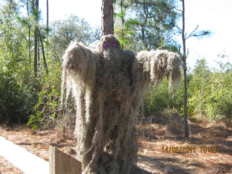 Mike roess gold head branch state park gold head is located on rolling sandhills on the north central ridge of florida with one of the few remaining examples of an old growth stand of longleaf pines. Gold Head Branch State Park, a Florida State Park located ...