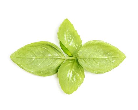 Basil Leaves Isolated White Background Fresh Herb Water Drops Stock