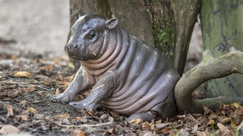 See Why This Adorable Baby Hippo Has Been Nicknamed Michelin Man