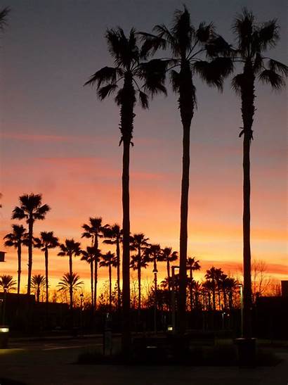 California Background Southern Palm Sunset Trees Wallpapers